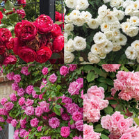Climbing Rose Flower seeds for Planting Sun Loving Heirloom & GMO Free Seeds for Home Gardan