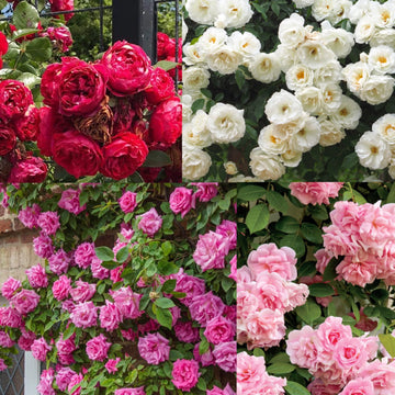 Climbing Rose Flower seeds for Planting Sun Loving Heirloom & GMO Free Seeds for Home Gardan