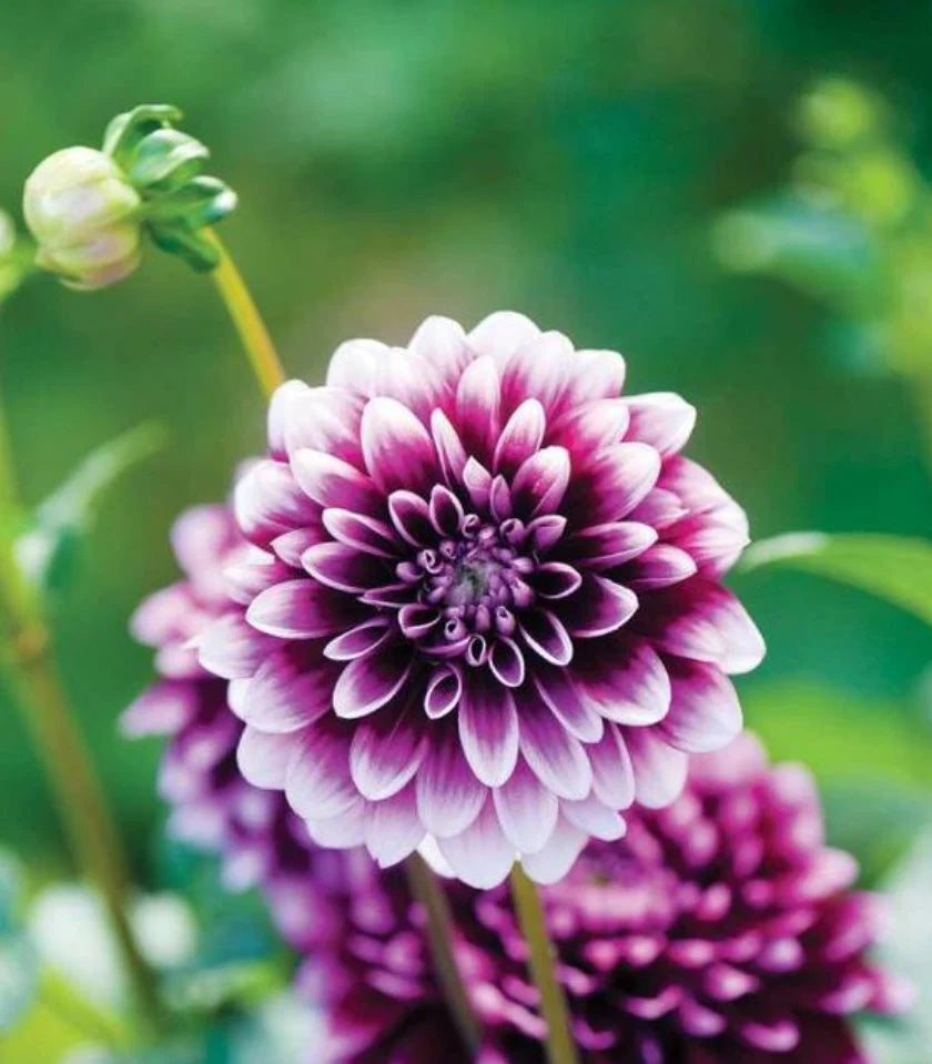 Violet Dahlia Flower Seeds for Planting Compact Growth Heirloom & GMO Free Seeds for Home Garden
 
 Sale