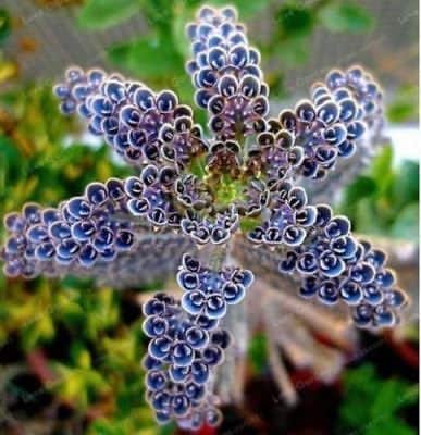 Light Lavender Succulent Flower Seeds for Planting Cut Flower Favorite Heirloom & GMO Free Seeds for Home Garden
 
 Sale