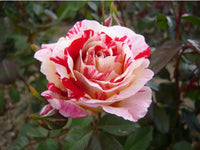 Red and White Rose Flower seeds for Planting Fragrant Blossoms Heirloom & GMO Free Seeds for Home Garden 
 
 Sale