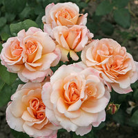 Peach Rose Flower seeds for Planting Drought Tolerant Heirloom & GMO Free Seeds for Home Garden
