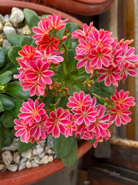 Heirloom Lewisia Flower seeds for Planting Drought Tolerant Heirloom & GMO Free Seeds for Home Garden
