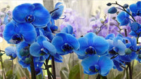 Blue Butterfly Orchid Flower seeds for Planting - Long Bloom Season, Heirloom & GMO Free Seeds for Home Garden