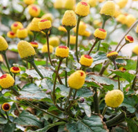 Toothache Plant for Natural Relief  Seeds for Growing Your Own Herbal Remedy in Gardens