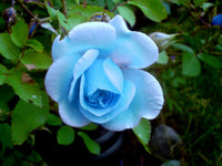 Light Blue Osiria Rose Flower seeds for Planting - Shade Tolerant, Heirloom & GMO Free Seeds for Home Garden