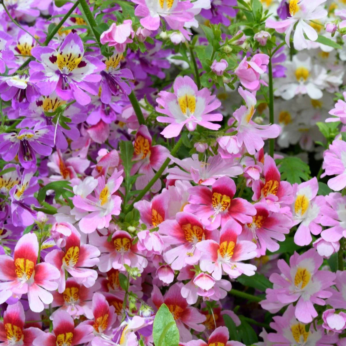 Schizanthus Tinkerbell Flower seeds for Planting Sun Loving Heirloom & GMO Free Seeds for Home Garden