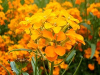 Orange Siberian WallFlower seeds for Planting - Wildflower Mix, Heirloom & GMO Free Seeds for Home Garden
