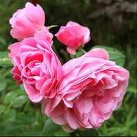 Light Pink Miniature Rose Seeds for Planting Colorful Display Heirloom & GMO Free Seeds for Home Garden
 
 Sale