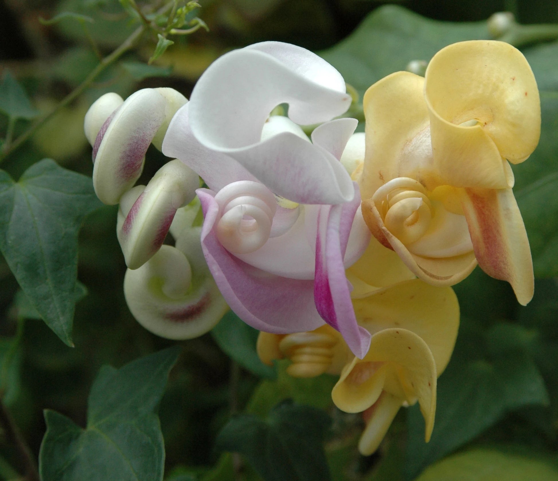 Vigna Caracalla Flower Seeds For Planting