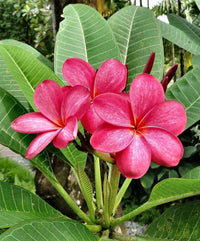 Red Frangipani Flower seeds for Planting - Perfect for Borders, Heirloom & GMO Free Seeds for Home Garden