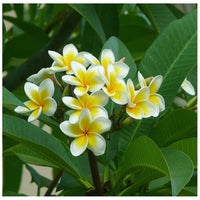 Yellow Frangipani Flower seeds for Planting - Seasonal Bloomer, Heirloom & GMO Free Seeds for Home Garden