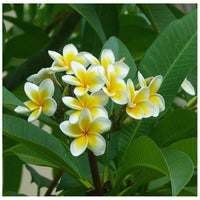Yellow White Frangipani Flower seeds for Planting Premium Quality Heirloom & GMO Free Seeds for Home Garden 
 
 Sale