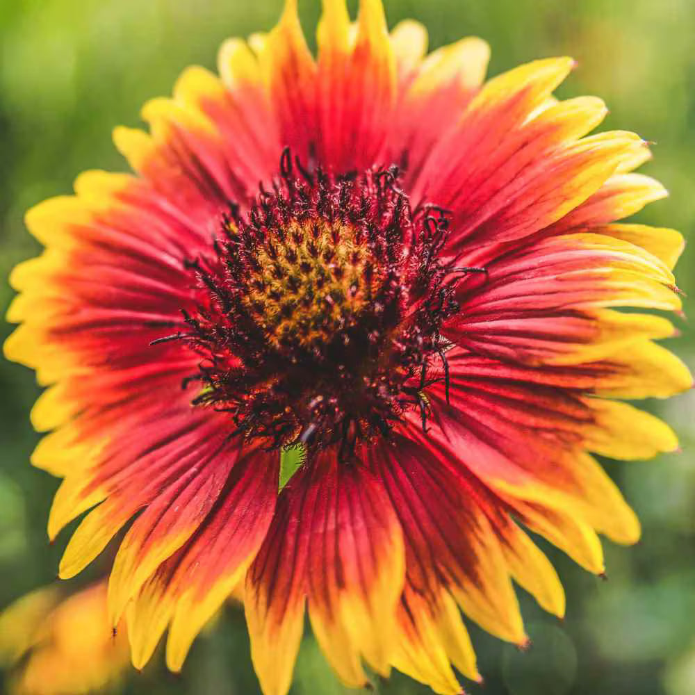 Indian Blanket Flower Seeds for Planting  Brighten Your Garden