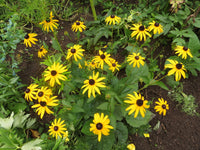 Susan Flower seeds for Planting - Drought Tolerant, Heirloom & GMO Free Seeds for Home Garden