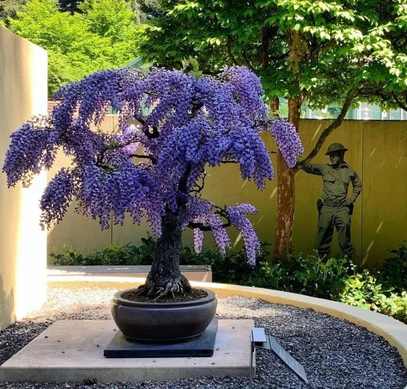 Chinese Blue Wisteria Bonsai Seed Pack – Elegant Purple Flowers
