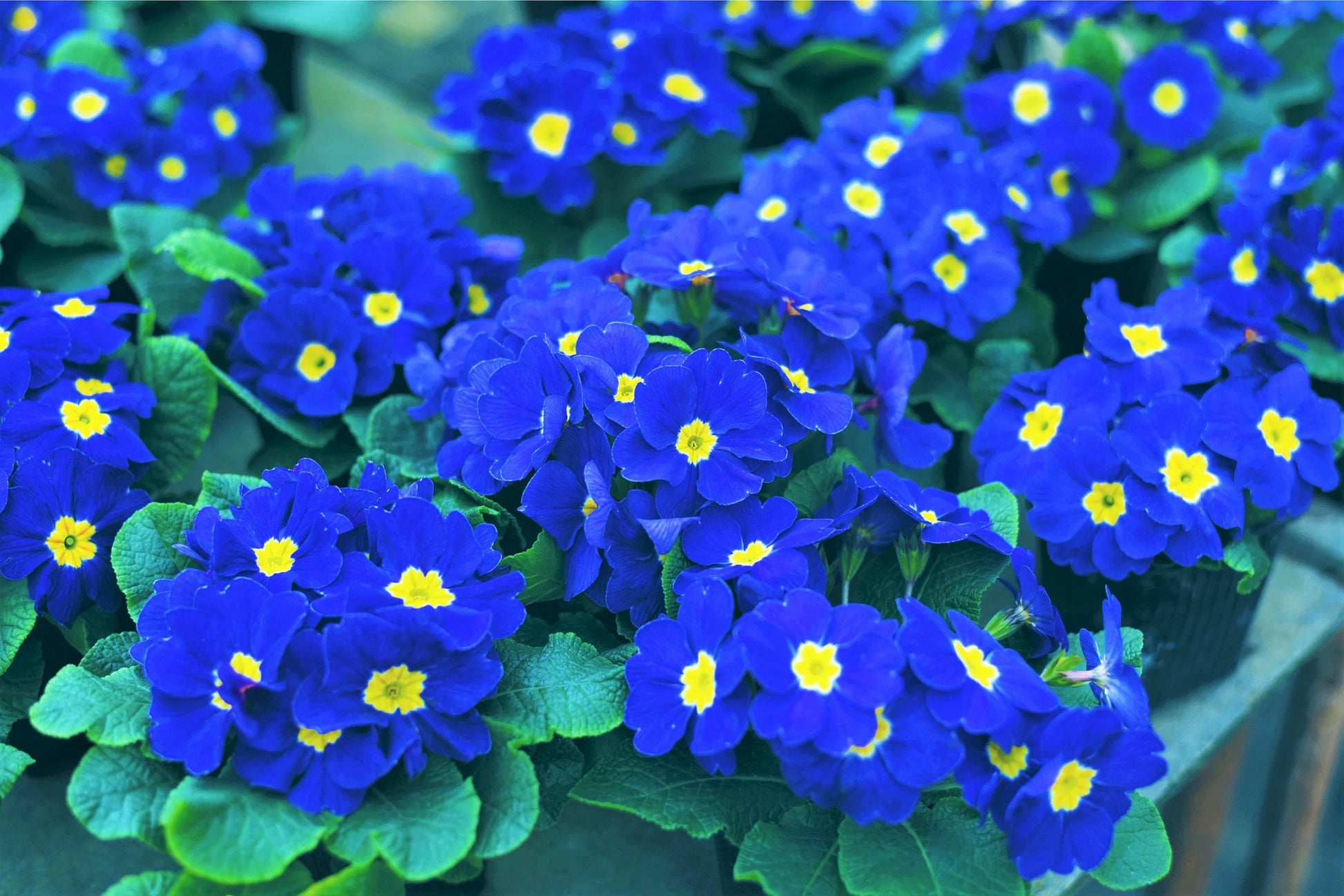 Heirloom Primrose Flower seeds for Planting Fragrant Blossoms Heirloom & GMO Free Seeds for Home Garden
