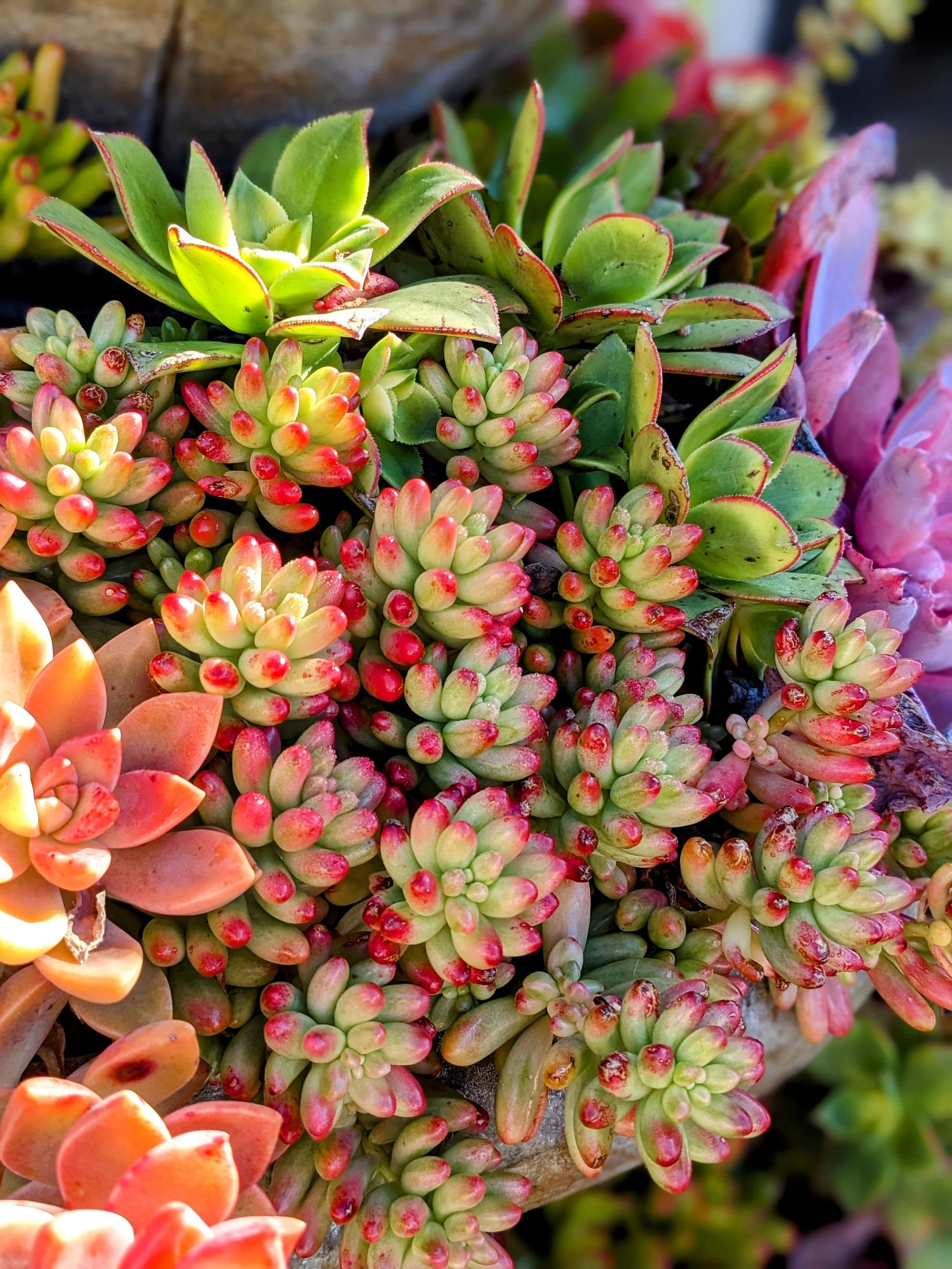 Mix Color Sedum Succulent Flower seeds for Planting Drought Tolerant Heirloom & GMO Free Seeds for Home Garden
 
 Sale