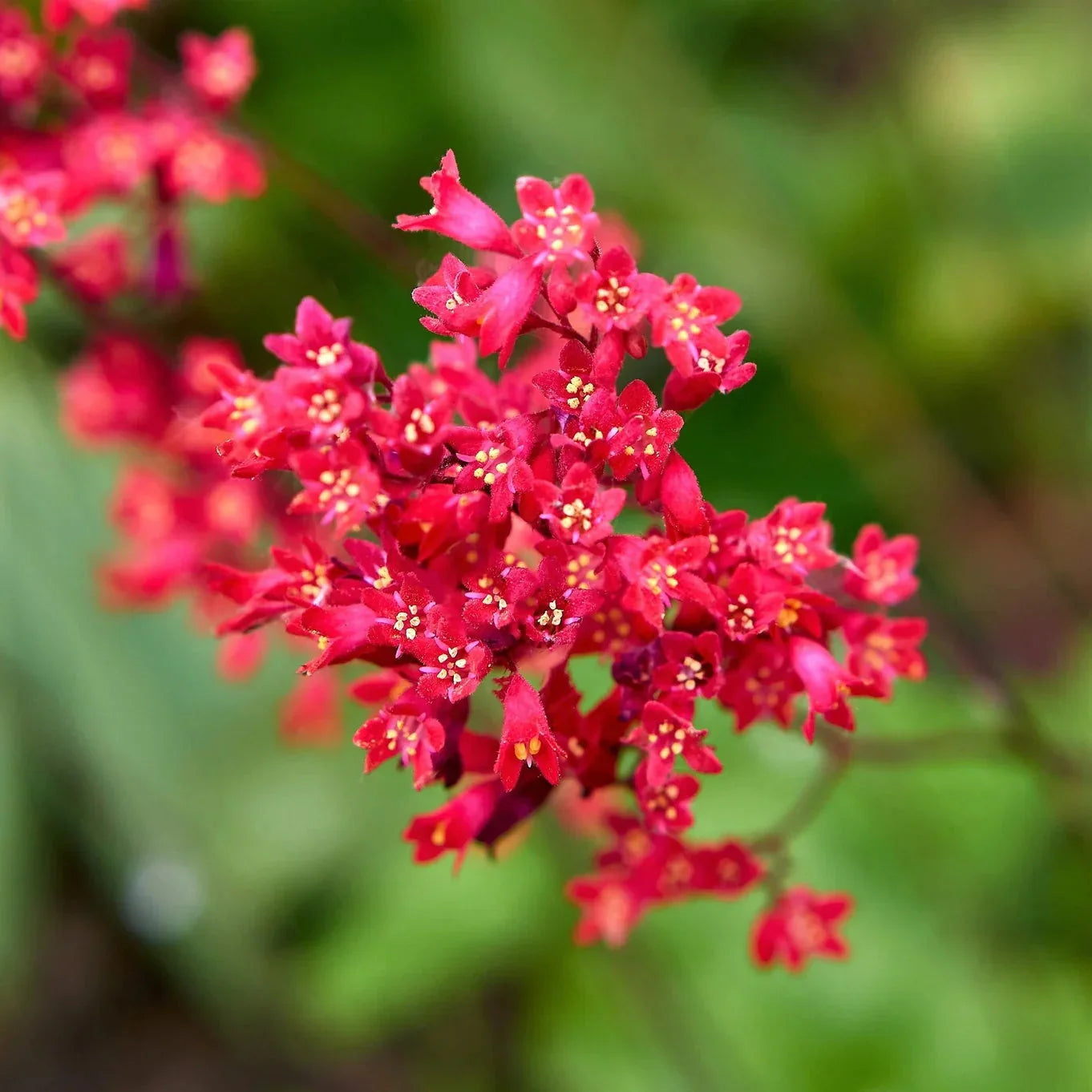 Heirloom Coral Flower seeds for Planting Shade Tolerant Heirloom & GMO Free Seeds for Home Garden