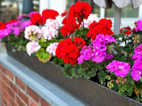 Mixed Colour Geranium Pelargonium Seeds for Planting