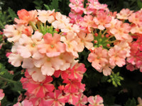 Peach Verbena Didyma Flower seeds for Planting - Sun Loving, Heirloom & GMO Free Seeds for Home Garden