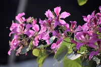 Goldilocks Flower seeds for Planting Easy to Grow Heirloom & GMO Free Seeds for Home Garden 
 
 Sale