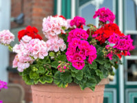 Mixed Colour Geranium Pelargonium Seeds for Planting