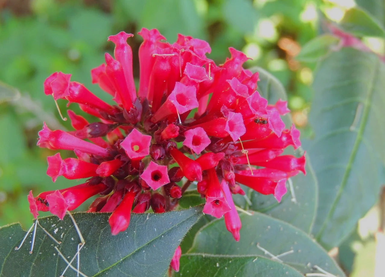Pink Cestrum Elegans Flower seeds for Planting Fragrant Blossoms Heirloom & GMO Free Seeds for Home Garden
 
 Sale