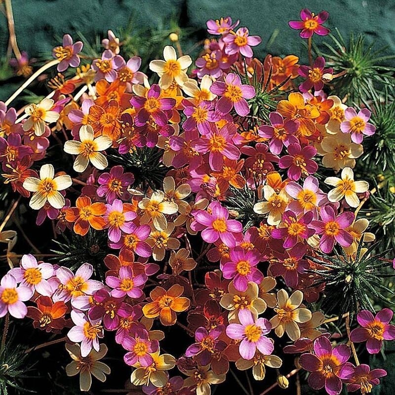 Mix Leptosiphon Flower seeds for Planting - Low Maintenance, Heirloom & GMO Free Seeds for Home Garden