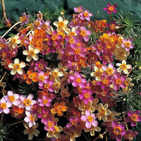 Mix Leptosiphon Flower seeds for Planting - Low Maintenance, Heirloom & GMO Free Seeds for Home Garden