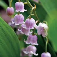Pink Lily of the Valley Flower seeds for Planting - Wildflower Mix, Heirloom & GMO Free Seeds for Home Garden