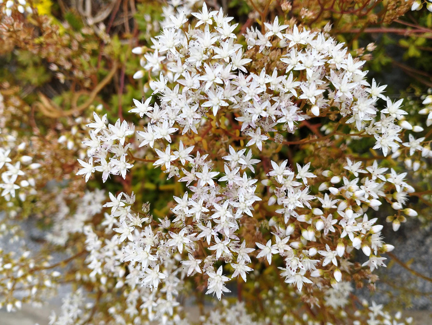 White Sedum Acre Flower seeds for Planting Low Maintenance Heirloom & GMO Free Seeds for Home Garden
 
 Sale
