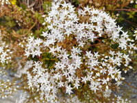 White Sedum Acre Flower seeds for Planting Low Maintenance Heirloom & GMO Free Seeds for Home Garden
 
 Sale