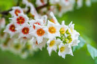 Xanthoceras Sorbifolium Flower seeds for Planting Cut Flower Favorite Heirloom & GMO Free Seeds for Home Garden