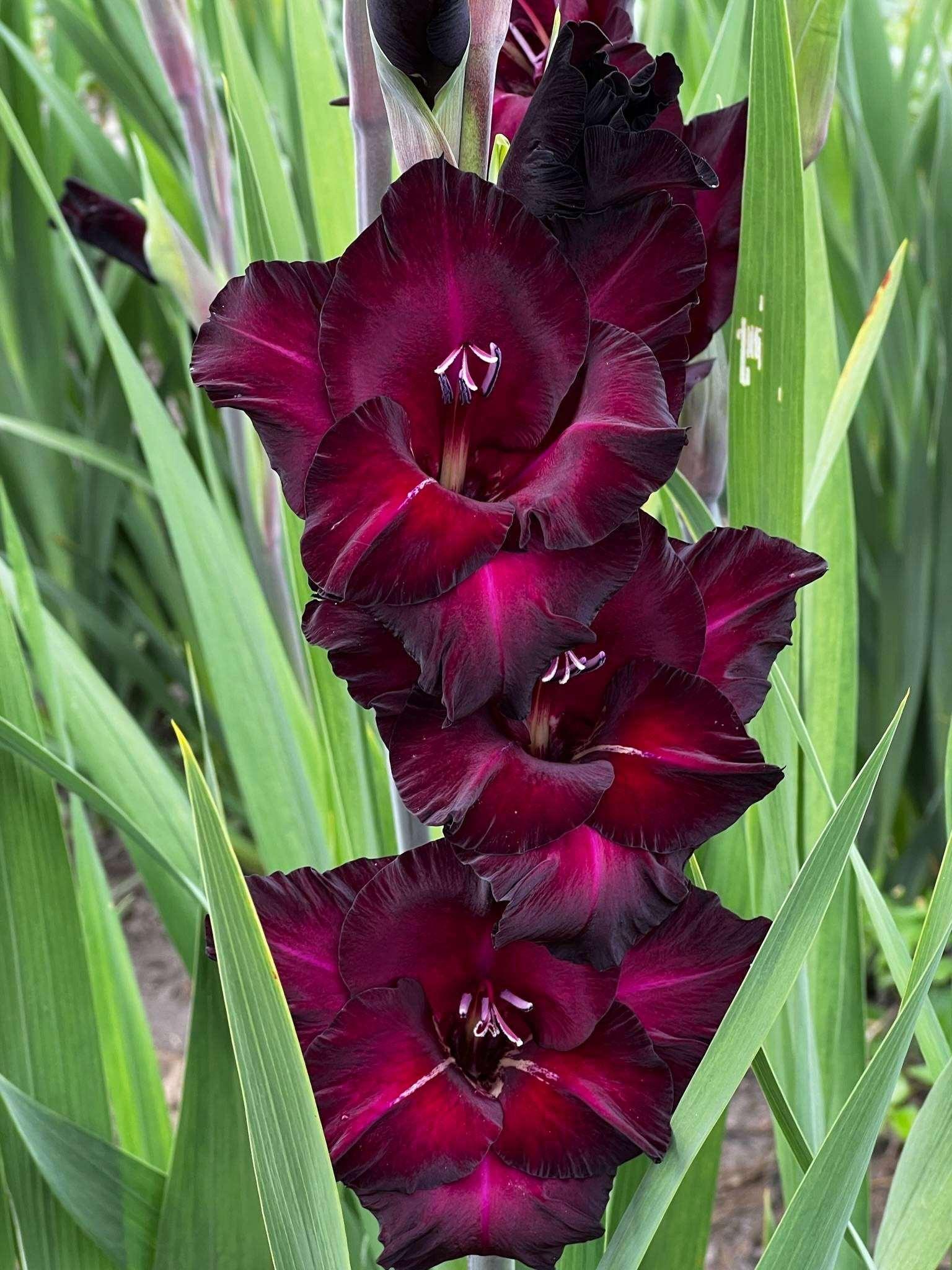 Deep Red Gladiolus Flower Seeds – Drought Tolerant Heirloom & NonGMO Seeds for Home Garden
 
 Sale
