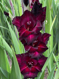 Deep Red Gladiolus Flower Seeds – Drought Tolerant Heirloom & NonGMO Seeds for Home Garden
 
 Sale