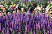 Munstead Lavender (Lavandula angustifolia Munstead) Blue English Fragrant Purple Flower Herb Seeds