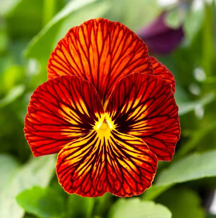 Planting Guide for Mixed Viola Tiger Flower Seeds