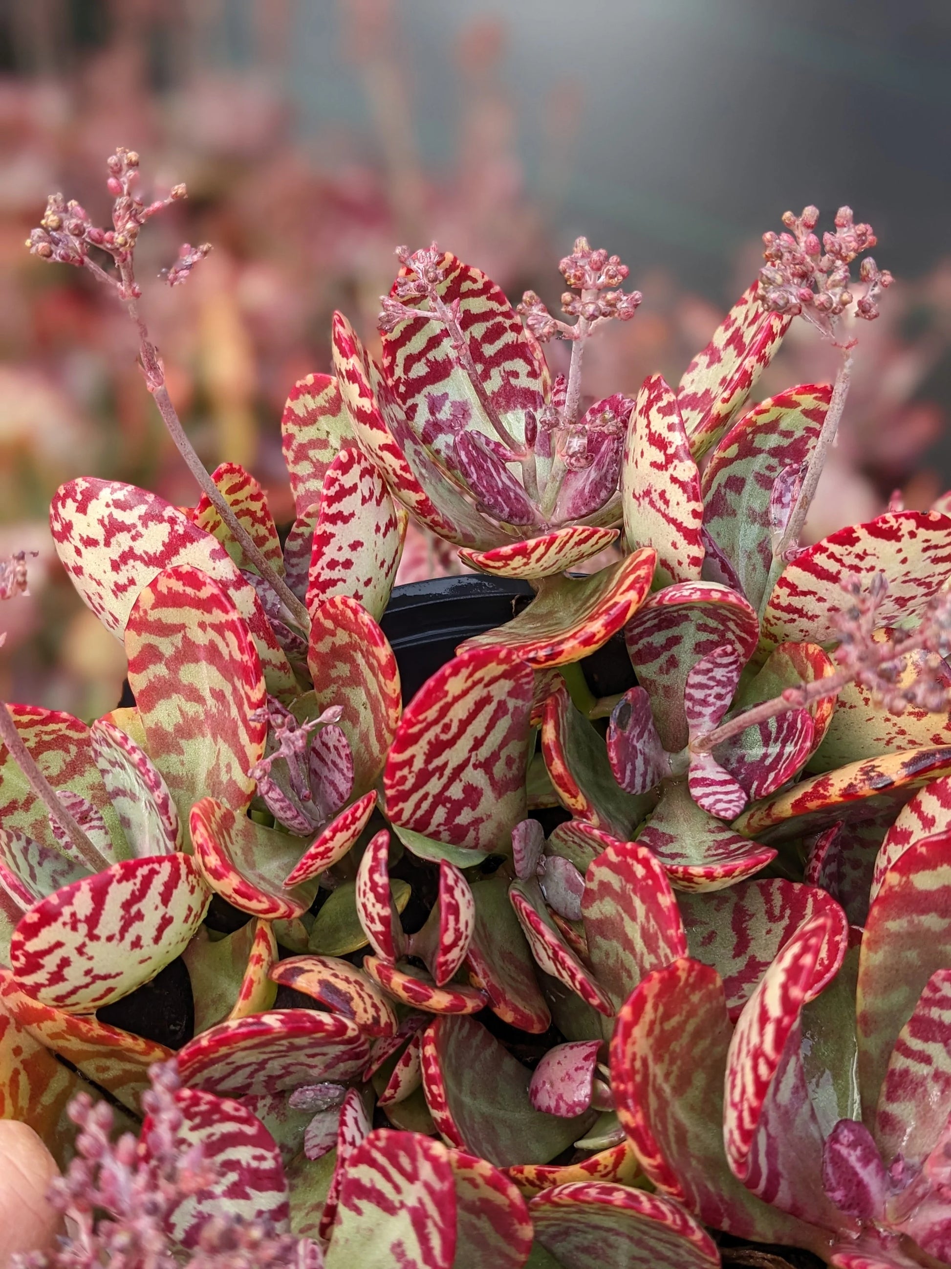 Kalanchoe Humilis Flower seeds for Planting Shade Tolerant Heirloom & GMO Free Seeds for Home Garden 
 
 Sale