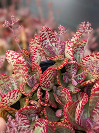Kalanchoe Humilis Flower seeds for Planting Shade Tolerant Heirloom & GMO Free Seeds for Home Garden 
 
 Sale
