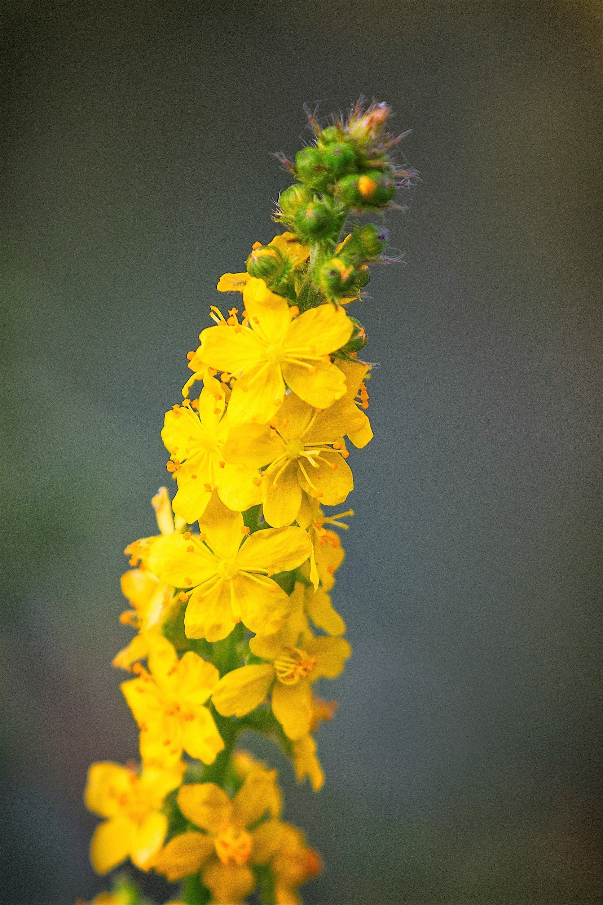 Agrimonia Flower seeds for Planting Drought Tolerant Heirloom & GMO Free Seeds for Home Garden