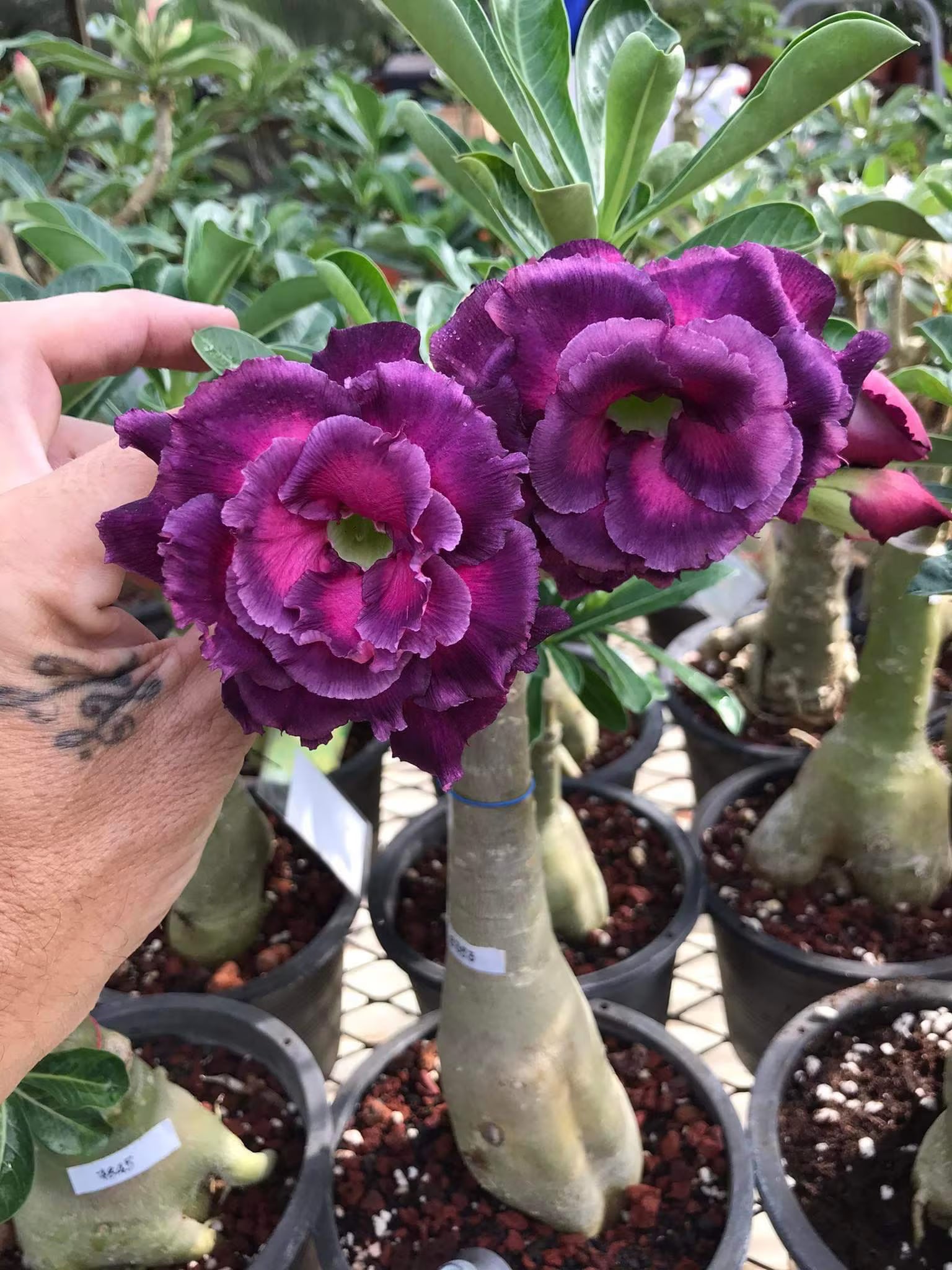 White Purple Adenium Obesum Seeds for Planting