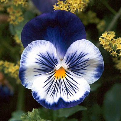 100 Pcs