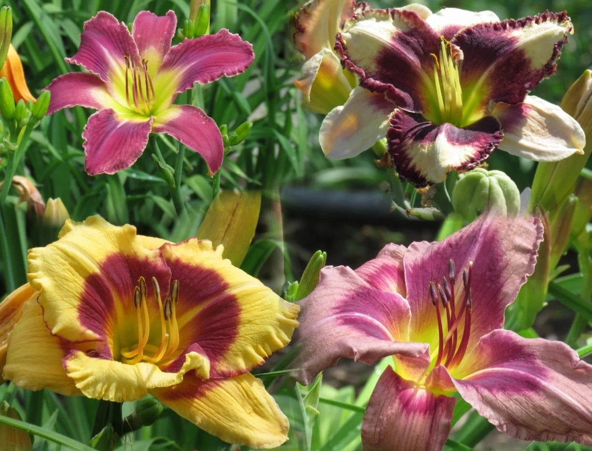 Mix Hemerocallis Flower seeds for Planting - Pollinator Friendly, Heirloom & GMO Free Seeds for Home Garden