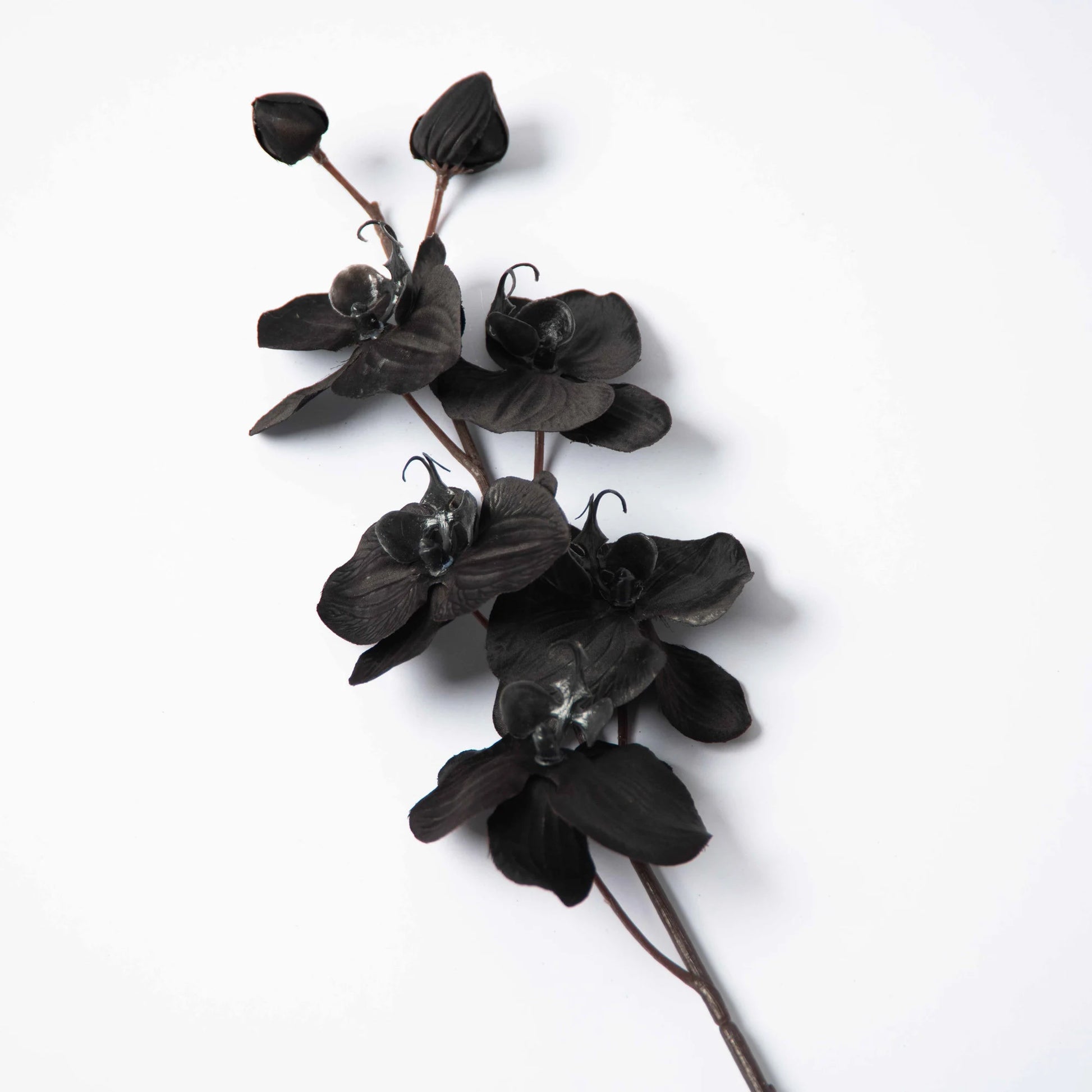 Black Phalaenopsis Orchid Seeds Perfect for Borders Heirloom & GMO Free Seeds for Home Garden
 
 Sale