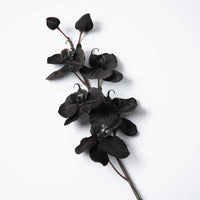 Black Phalaenopsis Orchid Seeds Perfect for Borders Heirloom & GMO Free Seeds for Home Garden
 
 Sale