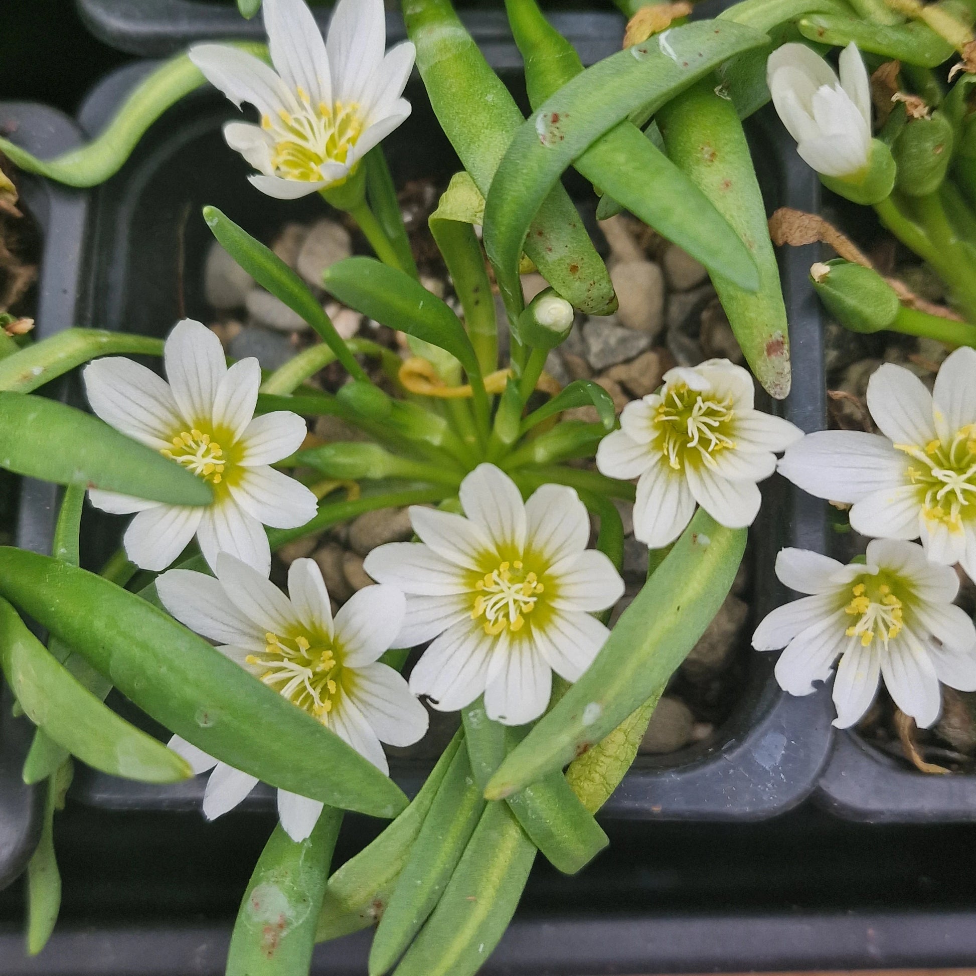 White Nevadensis Flower seeds for Planting - Colorful Display, Heirloom & GMO Free Seeds for Home Garden