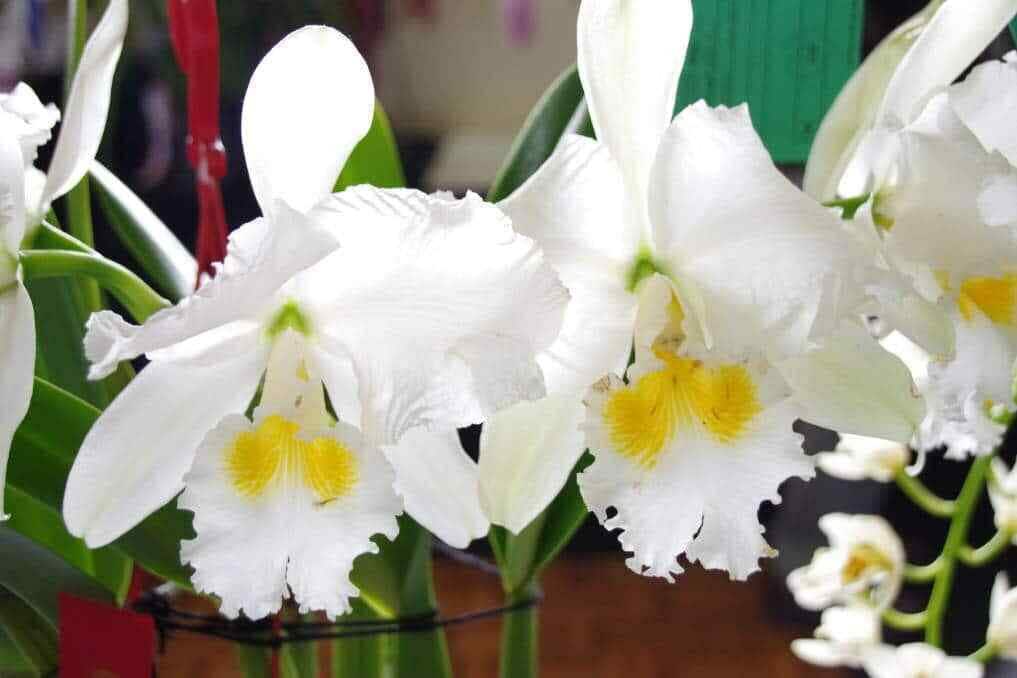 White Cattleya Flower Seeds for Planting Hardy Variety Heirloom & GMO Free Seeds for Home Garden
 
 Sale