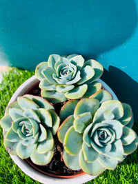 Sky Blue Succulent Flower seeds for Planting - Drought Tolerant, Heirloom & GMO Free Seeds for Home Garden