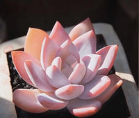 Light Pink Echeveria Laui Flower seeds for Planting Fragrant Blossoms Heirloom & GMO Free Seeds for Home Garden 
 
 Sale